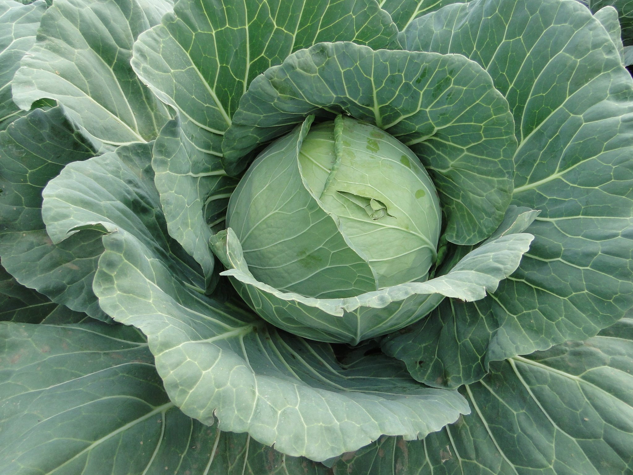Kenya Seed Company Ltd - Top Quality Seeds